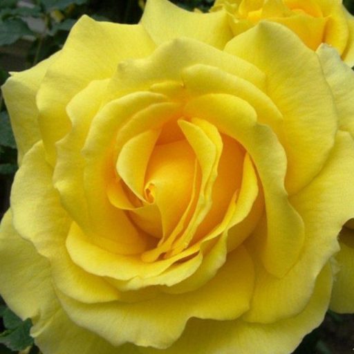 Gold Rose Landscaping logo